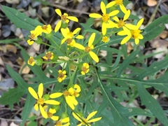 Senecio eremophilus macdougalii