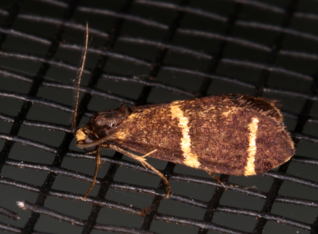 Lepidoscia punctiferella