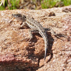 Uta stansburiana stansburiana