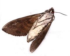 Psilogramma maxmouldsi