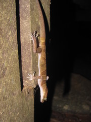 Cyrtodactylus intermedius
