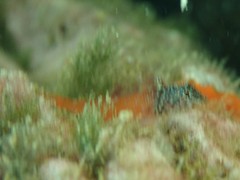 Tripterygion melanurus