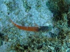 Tripterygion melanurus