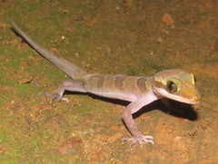 Cyrtodactylus intermedius