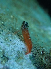 Tripterygion melanurus