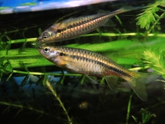 Flying Barb photo 1