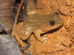 Limnonectes gyldenstolpei