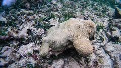 Pseudodiploria clivosa