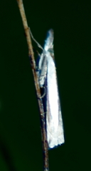 Crambus leachellus