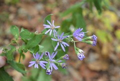 Symphyotrichum phlogifolium