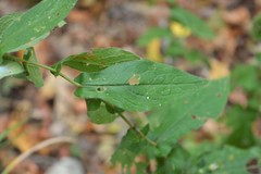 Symphyotrichum phlogifolium