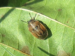 Neottiglossa pusilla