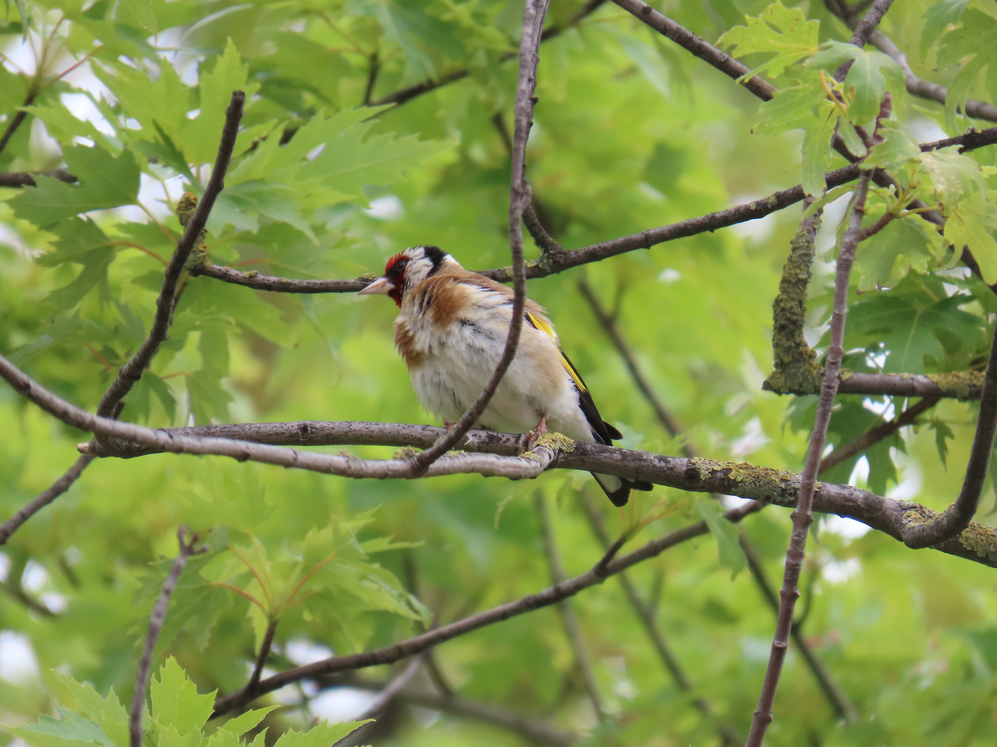 European Goldfinch