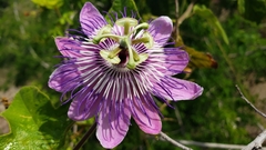 Passiflora urbaniana