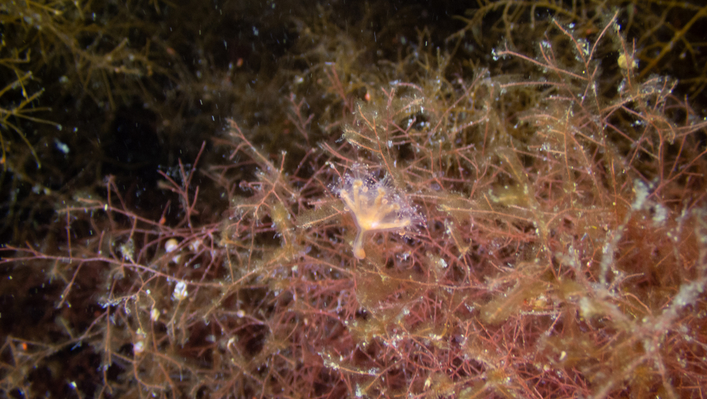 stalked jellyfish