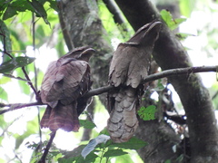 Batrachostomus auritus