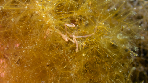 Caprella linearis observed 2025-07-07