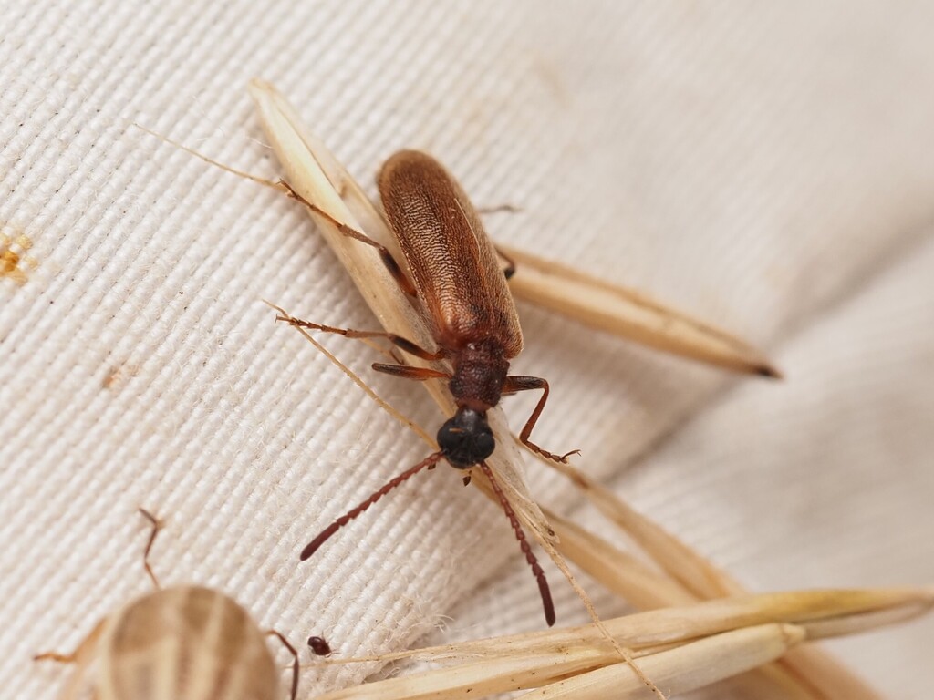 Lagria rugosula