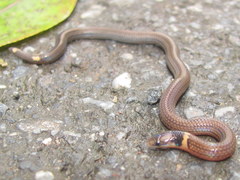 Calamaria pavimentata