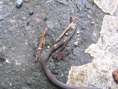 Calamaria pavimentata