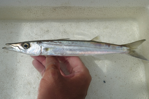 Grootoog-barracuda (Sphyraena forsteri) — Sphyraenidae — 2