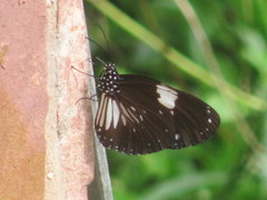 Euploea radamanthus
