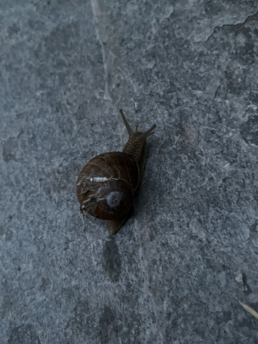 Helix pomatia