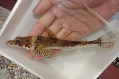 Papillose Flathead photo 1