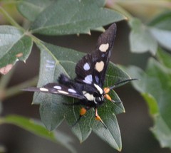 Androloma disparata