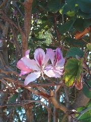 Bauhinia variegata variegata