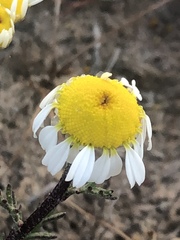 Oncosiphon africanus