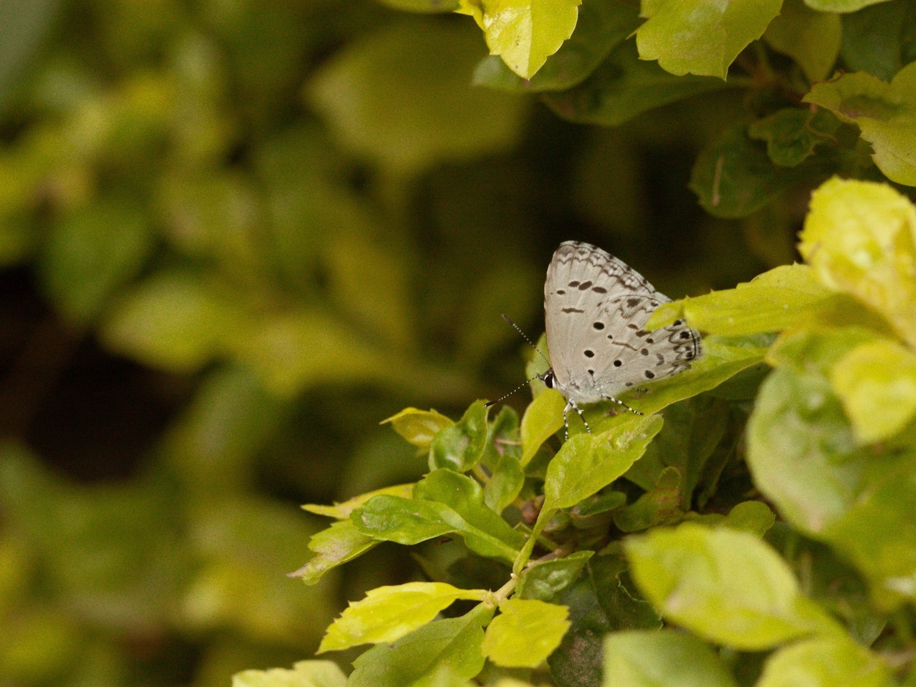 Common Hedge Blue