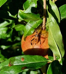 Leptoglossus zonatus