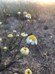 Oncosiphon africanus