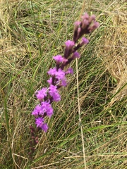 Liatris acidota