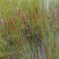 Machaerina teretifolia
