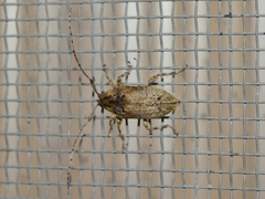 Trichalphus pilosus