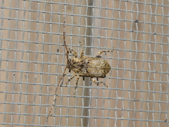 Trichalphus pilosus