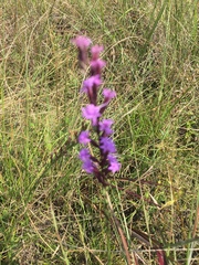 Liatris acidota