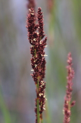Machaerina teretifolia
