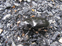Hexarthrius nigritus