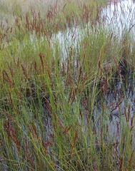 Machaerina teretifolia
