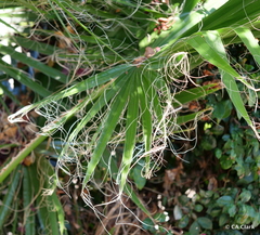 Washingtonia × filibusta