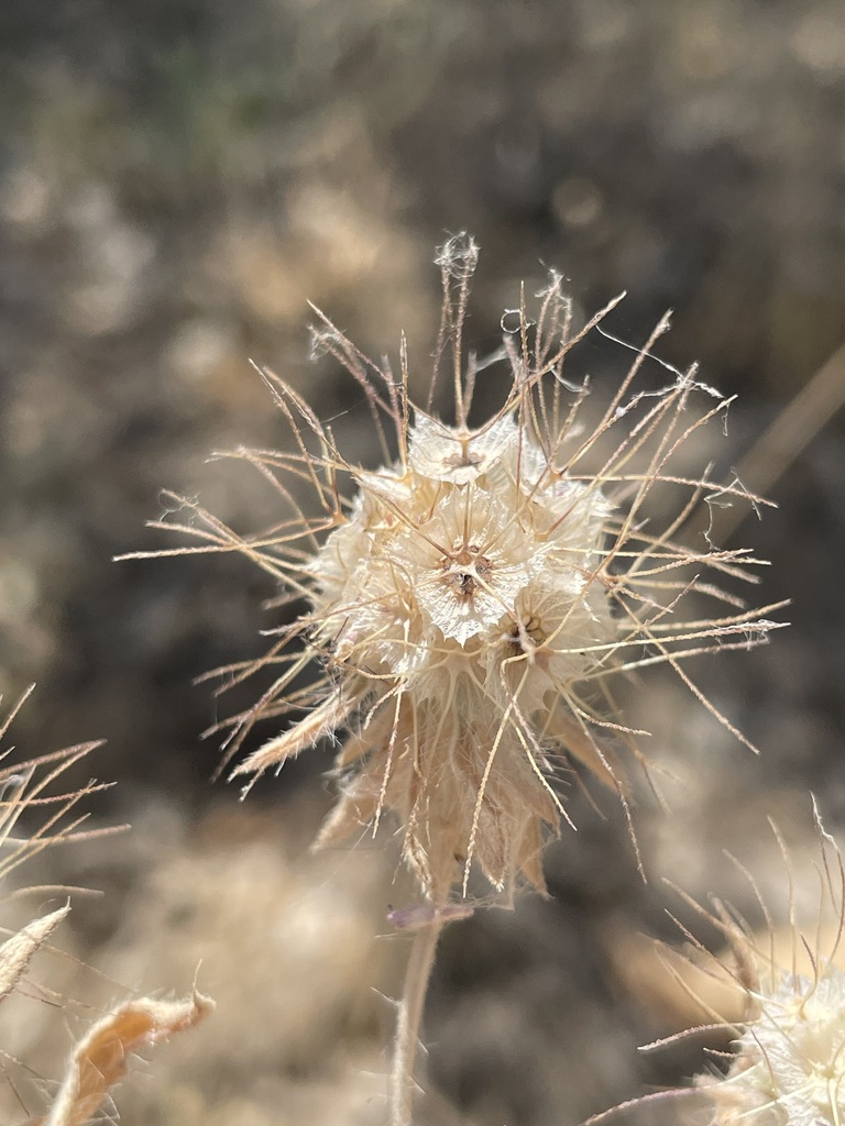 Lomelosia macrochaete