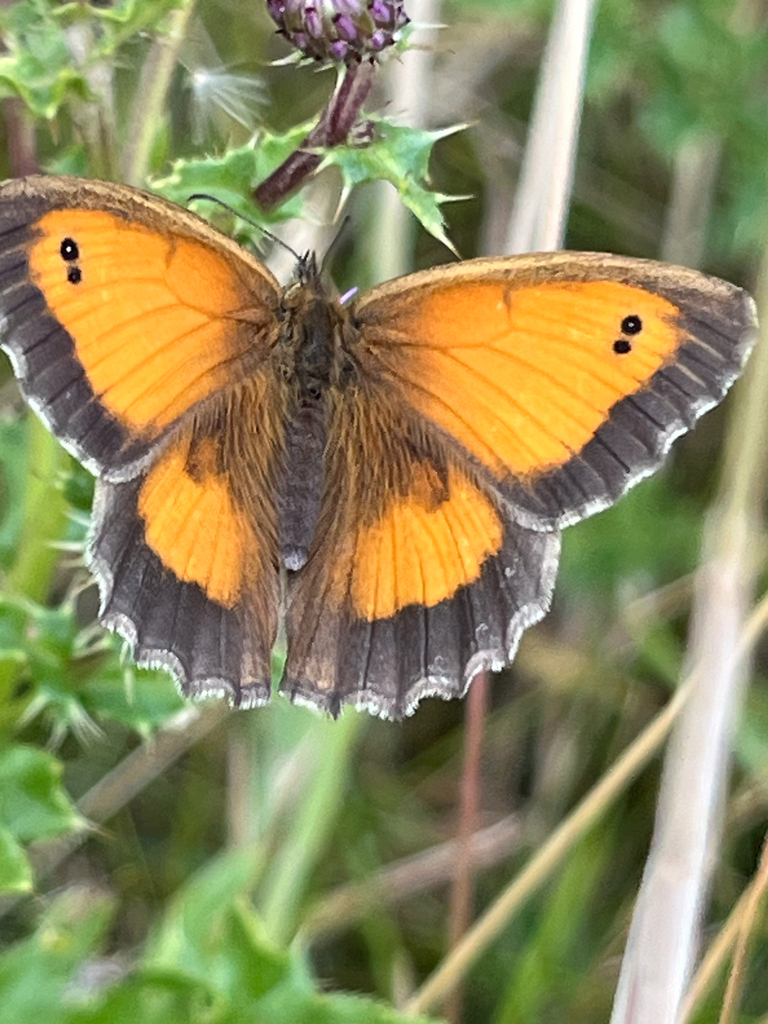 Gatekeeper (Pyronia tithonus)