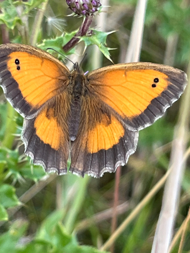 Gatekeeper photo 5