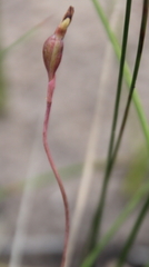 Thelymitra carnea