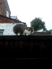 Felis catus