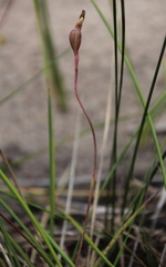 Thelymitra carnea