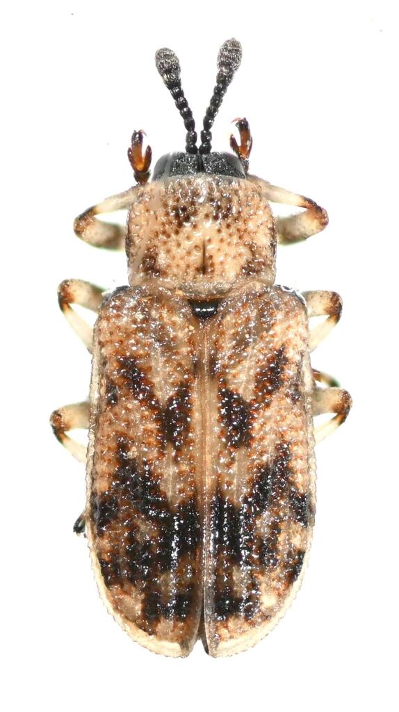 Brachycoryna hardyi